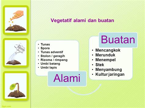 Gambar Memuat Mapel Ilmu Pengetahuan Alam 5 Perkembangbiakan Vegetatif ...