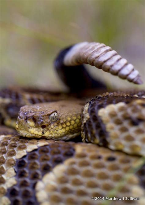 Timber Rattlesnake - Crotalus horridus Snake Jewelry, Snake Necklace, Snake Bite Piercing ...