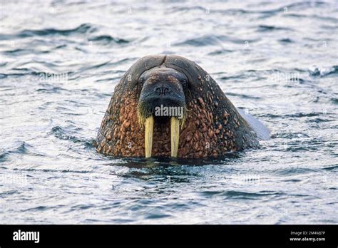 Walrus with big tusks in the sea Stock Photo - Alamy