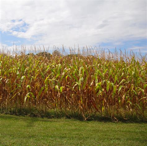 Free photo: Corn Field - Corn, Crops, Dry - Free Download - Jooinn