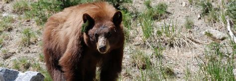 While humans are away, Yosemite bears come out to play