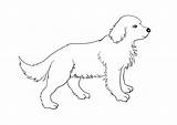 Chiot Golden Retriever à Télécharger Et Colorier Gratuitement sketch template