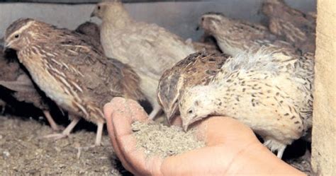 Quail Farming Business Plan