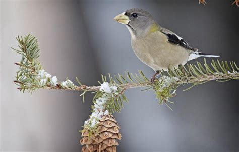 Is There A Bird Called A Snowbird - Bird Walls