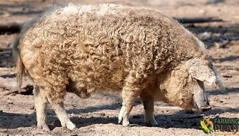 Mangalitsa pig is a breed of domestic pig native to Hungary. | Pig breeds, Mangalitsa pig, Sheep pig