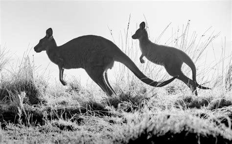 Australian Winter Wildlife - Australian Photography