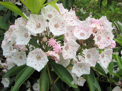 Mountain Laurel in Bloom | Pennsylvania State Flower The Mou… | Flickr