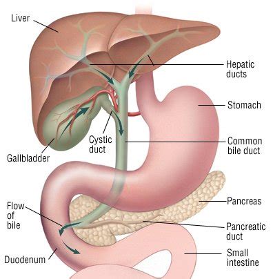 Gallbladder and bile duct cancer Guide: Causes, Symptoms and Treatment Options