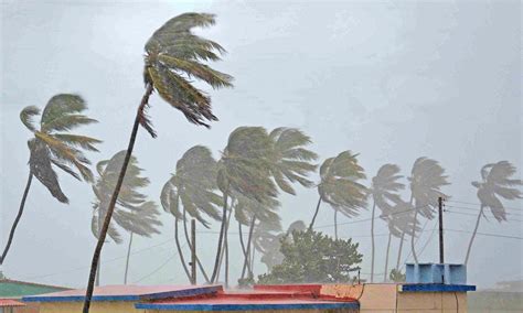 How do palm trees withstand hurricanes? | Live Science