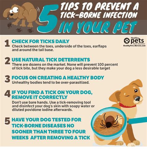 TIPS TO PREVENT A TICK-BORNE INFECTION | Pet care tips, Pet care, Prevention