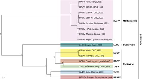 Filoviridae | Veterian Key