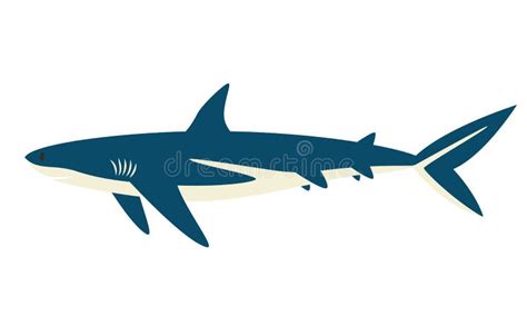 Great White Shark Side View. Stock Vector - Illustration of life, great ...