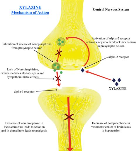 [Figure, Xylazine Mechanism of Action. This...] - StatPearls - NCBI Bookshelf