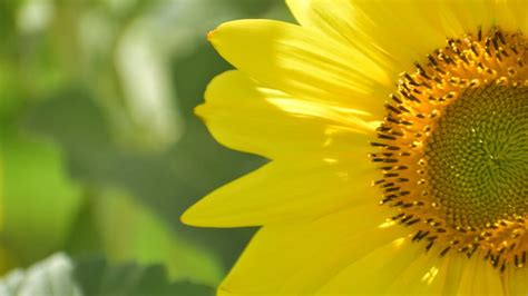 Sunflower Zoom Background Work Office Professional Employee Screensaver ...