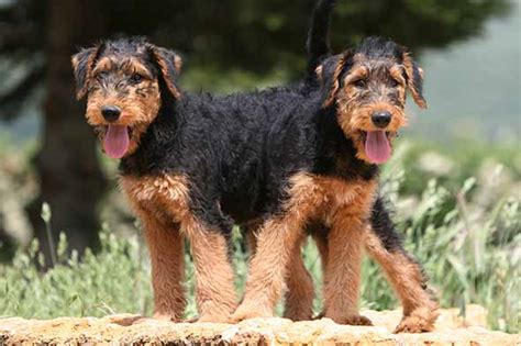 Airedale Terrier Puppies For Sale