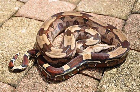 Boa Constrictor Facts, Description, Lifespan, Habitat, & Pictures