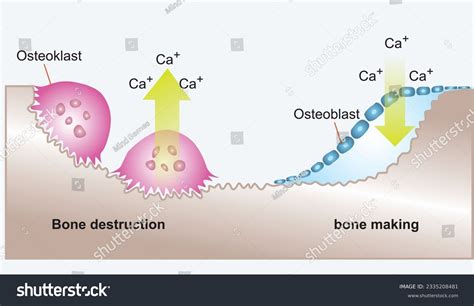 Bone Remodeling Diagram