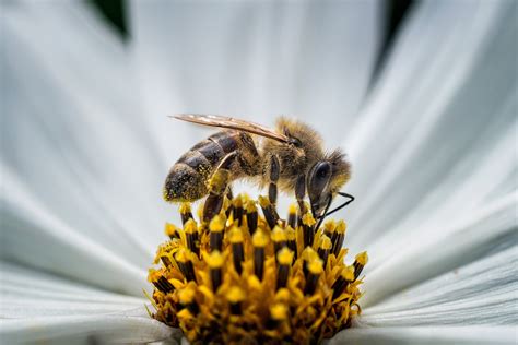 How Do Bees Transport Pollen From One Flower To Another | Best Flower Site