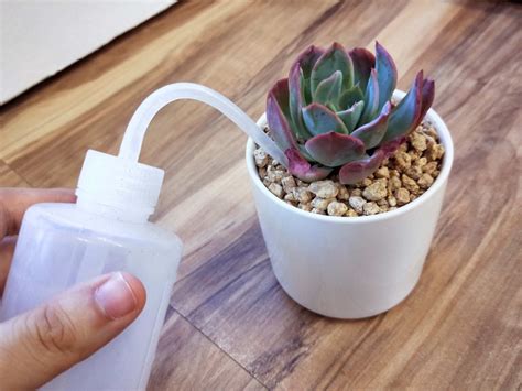 How to Take Care of Succulent Plants? - Succulentsucculents