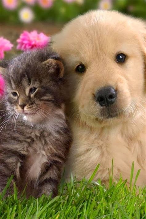 Cute puppy and dog: Adorable cat and dog.