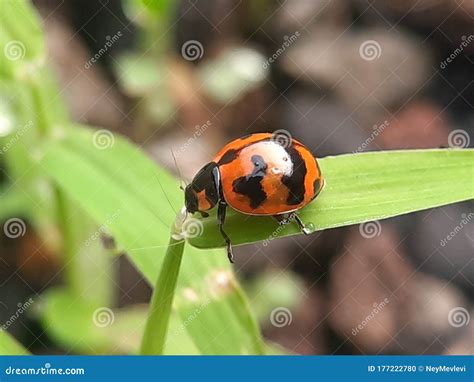 Red ladybug on a leaf stock photo. Image of beauty, black - 177222780