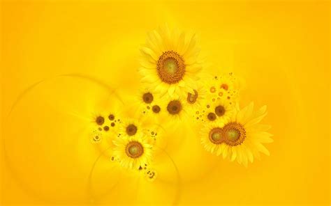 Yellow Sunflower Wallpapers - Top Free Yellow Sunflower Backgrounds - WallpaperAccess