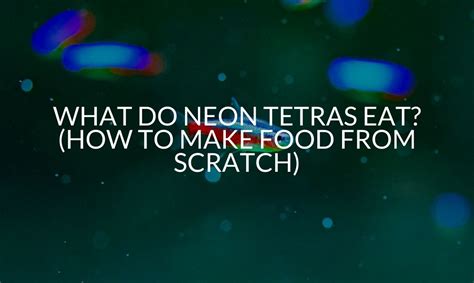 What Do Neon Tetras Eat? (3 Best Foods)