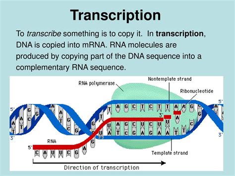 PPT - Transcription and Translation PowerPoint Presentation, free download - ID:4117058