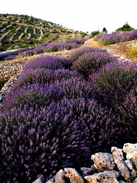 Hvar, lavander, Croatia | Hvar island, Lavender fields, Hvar croatia