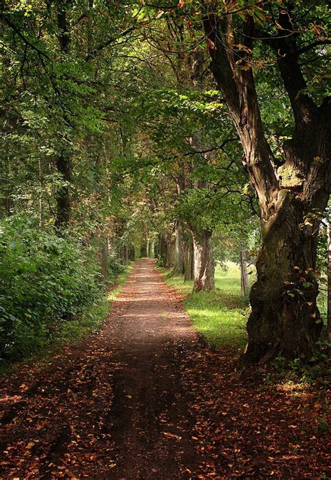 Forest Path Tall Footpath Woodland Photo Background And Picture For ...