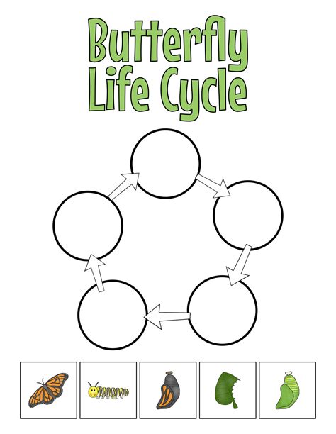 Caterpillar Life Cycle Worksheets