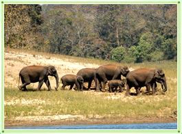 Travel India Tourism and India Tour Packages: Idukki Wildlife Sanctuary ...