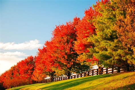 Kentucky Thanksgiving: Best Fall Festivals in Lexington - Gold Shield Cars