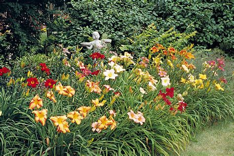 What Does Daylilies Look Like? - My Heart Lives Here