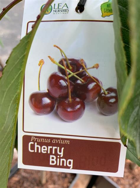 Cherry Tree Bing - Lakeside Plants & Nursery