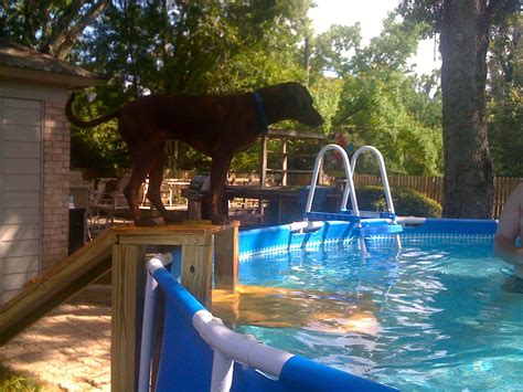 Image result for above ground pool dog ramp | Above ground swimming pools, Dog pool, In ground pools