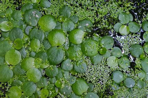 (Species Guide) Cold Water Aquarium plants: Everything you Should Know