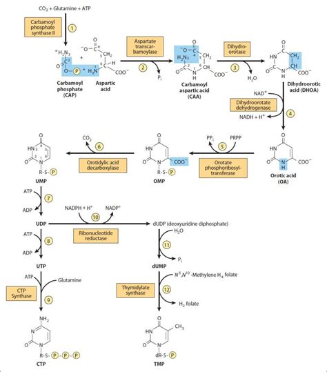 32 Nitrogen: Nucleotide Metabolism | Basicmedical Key