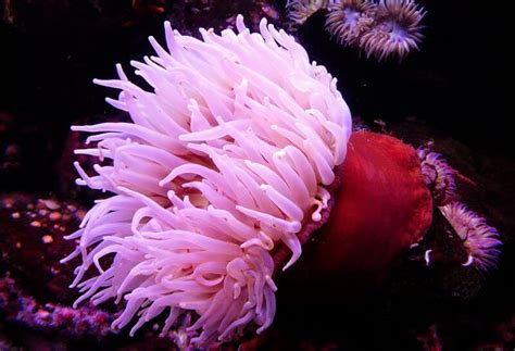 This is how sea anemones release their poisonous stingers.