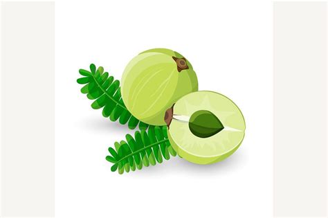 Amla Fruit Vector Illustration | Fruit vector, Fruits drawing, Illustration