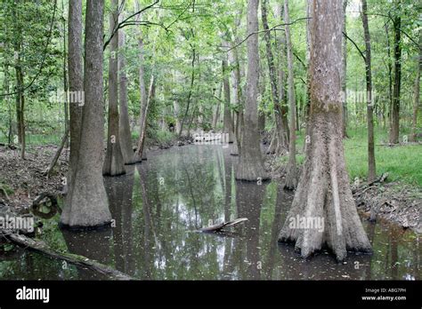 Congaree National Park South Carolina Stock Photo - Alamy