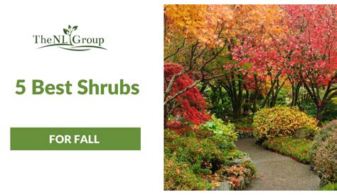 Best Shrubs for Fall Color-featured-img - The NL Group