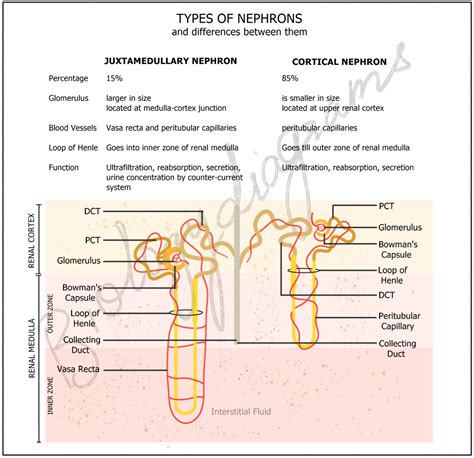 Comparison between Nephrons: Cortical Nephron vs Juxtamedullary Nephron | Excretory system ...