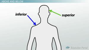 What Does Superior Mean In Anatomy Anatomical Charts - vrogue.co