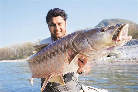 The perils of the water tiger | Perch fishing, Salt water fishing, Gone fishing