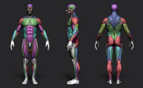 Anatomy Male Tool Reference For Artist Zbrush Anatomy Anatomy Models – NBKomputer