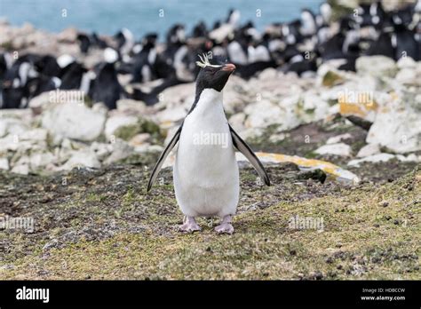 rockhopper penguin (Eudyptes chrysocome) adult standing in front of breeding colony, Falkland ...