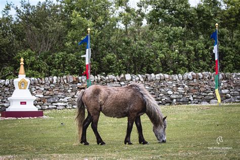 Eriskay Pony — The Pixel Nomad