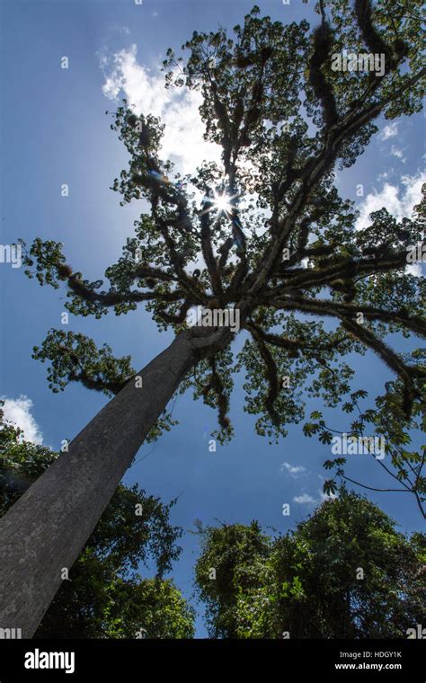 Ceiba or Kapok tree (Ceiba pentandra) in Tikal National Park, Guatemala ...