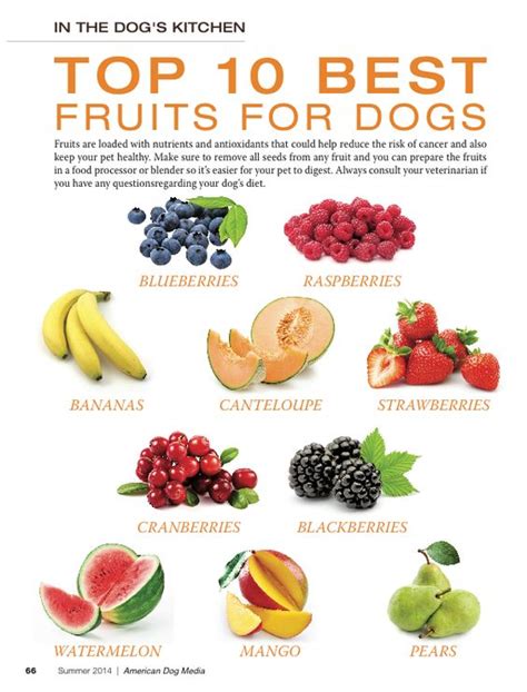 TOP 10 BEST VEGETABLES FOR MY DOG. | For dogs, Vegetables and Pets